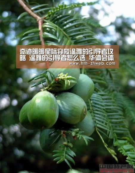 奇迹暖暖星际穿梭温雅的引导者攻略 温雅的引导者怎么选_华体会体育(图3) 华体会体育